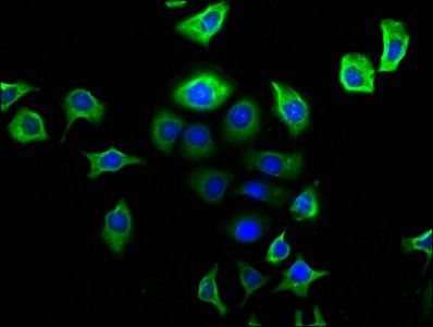 NPY2R antibody