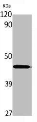 NPY2R antibody