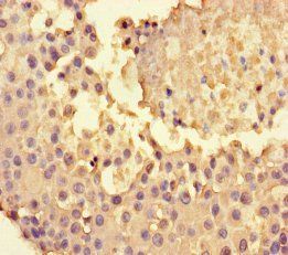 NPY4R Antibody