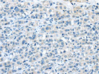 NPY4R antibody