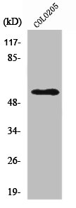 NPY5R antibody