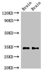 NPY6R antibody