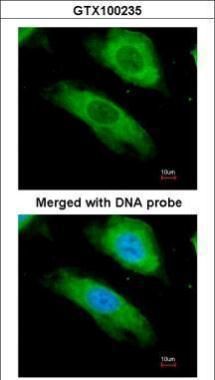 NQO1 antibody [C2C3], C-term