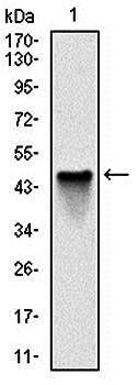 NQO1 Antibody