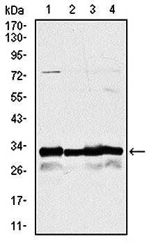NQO1 Antibody