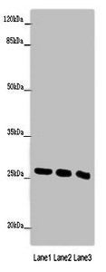 Nqo2 antibody