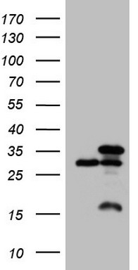 NR0B1 antibody