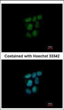 NR0B2 antibody [N2C3]