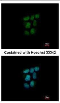 NR0B2 antibody