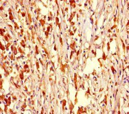 NR1H2 Antibody