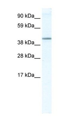 NR1H5 antibody