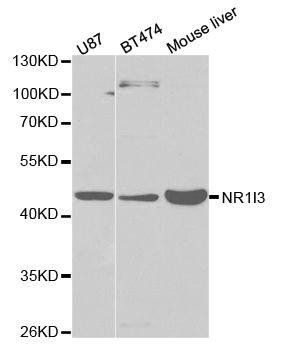 NR1I3 antibody