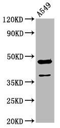 NR2F1 antibody