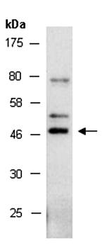 NR2F1 antibody