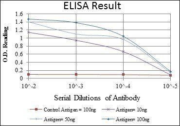 NR3C1 Antibody