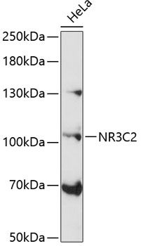 NR3C2 antibody