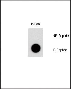 NR4A1 (phospho-Ser351) antibody