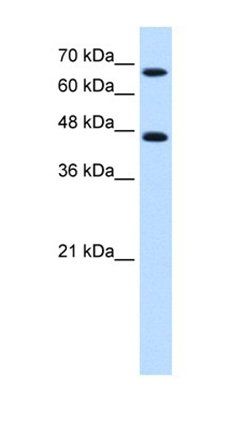 NR4A2 antibody