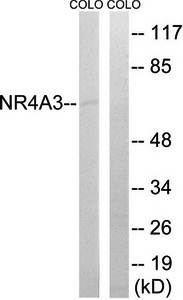 NR4A3 Antibody