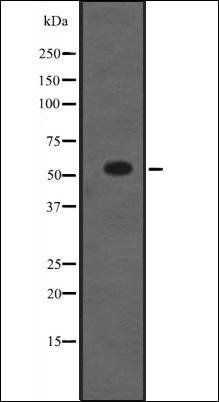 NR5A1 antibody