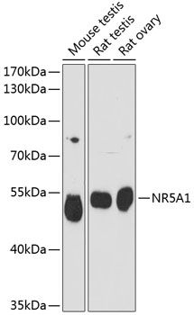 NR5A1 antibody