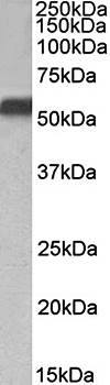 Goat anti-NR5A2 / LRH1 Antibody