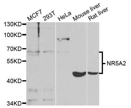 NR5A2 antibody