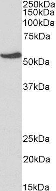 Goat anti-NR5A2 / LRH1 (aa328-338) Antibody