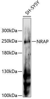 NRAP antibody
