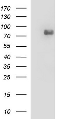 NRAS antibody