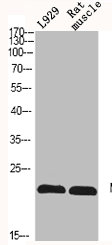 NRAS/HRAS/KRAS Antibody