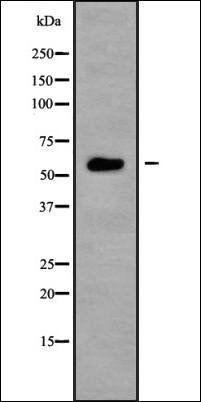 NRBP1 antibody