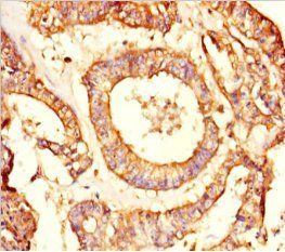 NRBP2 antibody