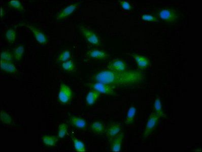 NRDC Antibody