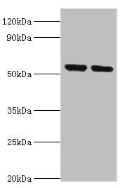 NRF1 antibody