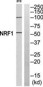 NRF1 antibody
