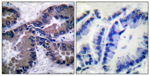 Nrf2 Antibody