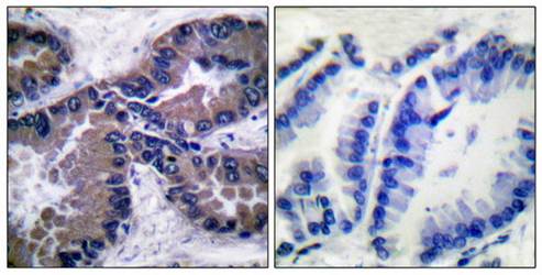 Nrf2 antibody