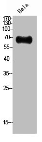 NRG1 antibody