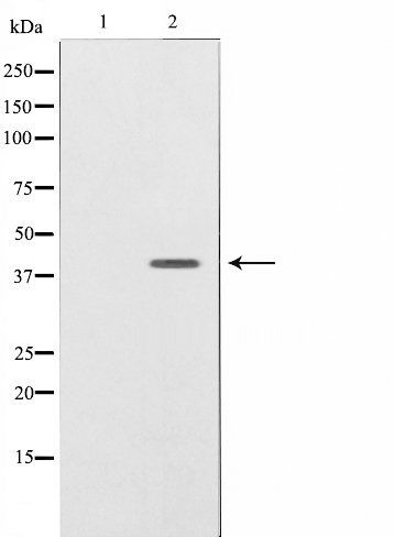 NRG1 isoform-10 antibody