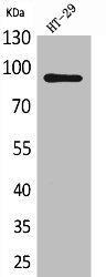 NRG2 antibody