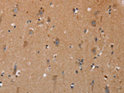 NRG3 Antibody