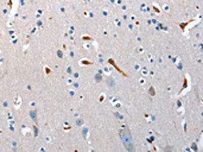 NRG3 Antibody