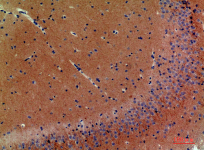 NRG3 Antibody