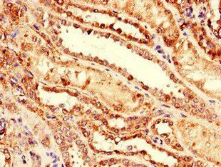 NRG4 Antibody