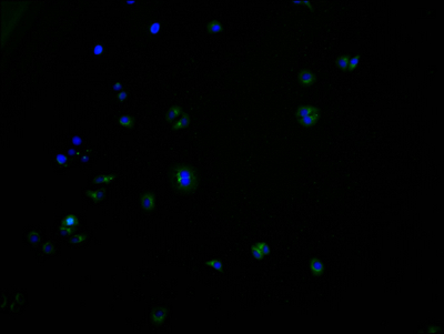 NRG4 Antibody