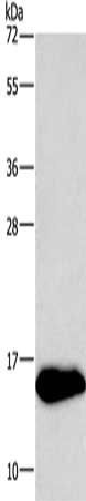 NRGN Antibody