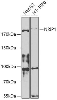 NRIP1 antibody