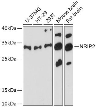 NRIP2 antibody
