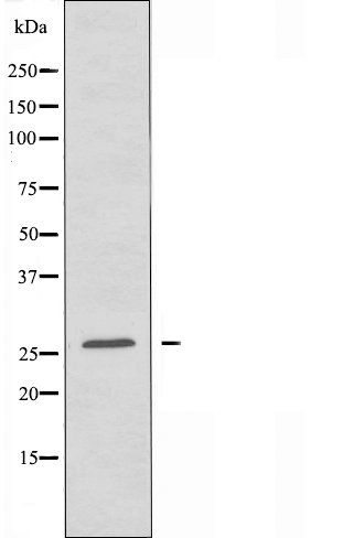 NRL antibody